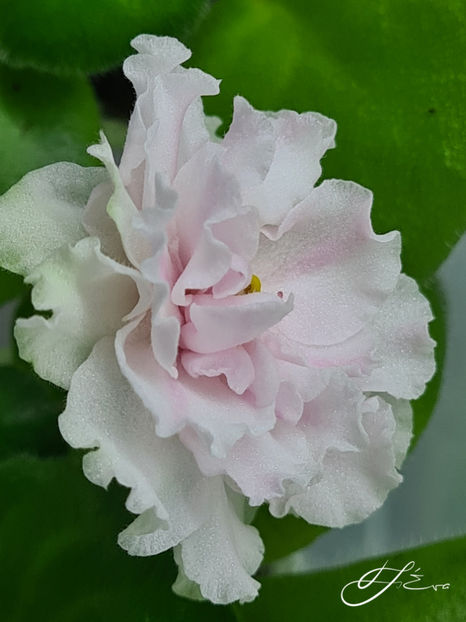  - LF-Kremovyi Desert