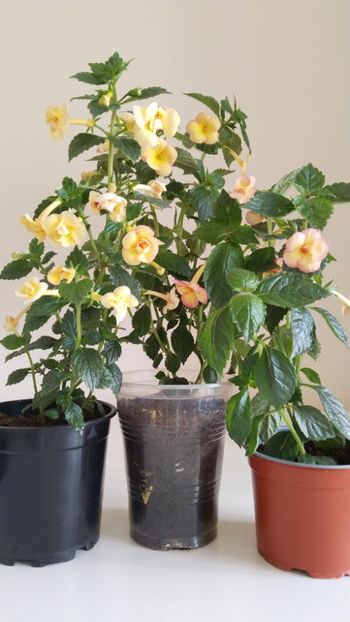 Cea din mijloc, Sorento - 2025-SORRENTO