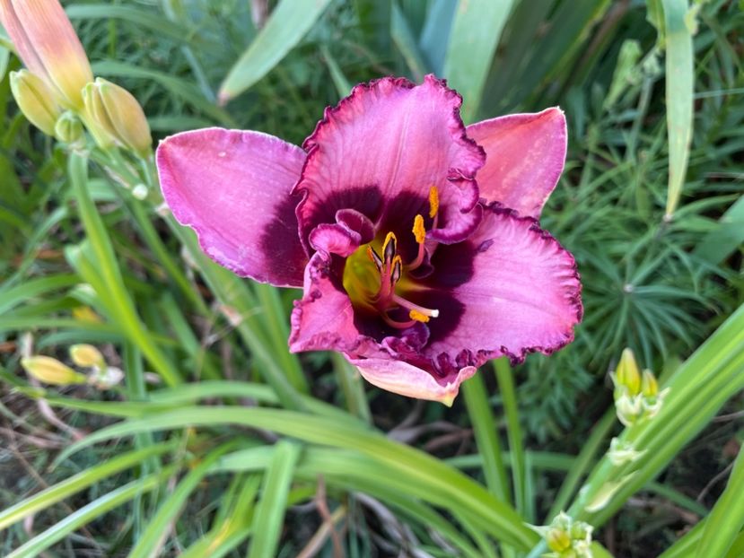  - 0009 Hemerocalisi 2023 - 2024 -2025