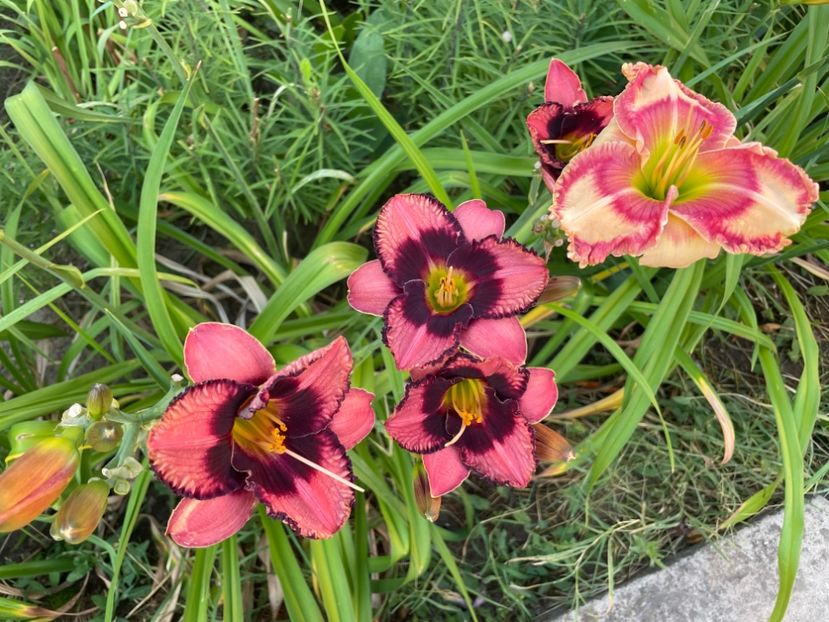  - 0009 Hemerocalisi 2023 - 2024 -2025