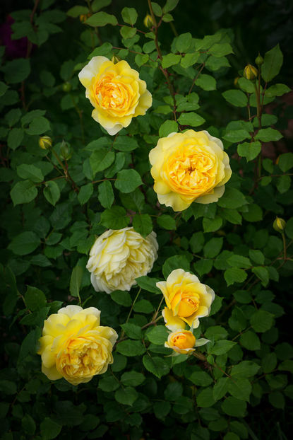 The Poets Wife (tufa) 60 lei - Toamna 2025