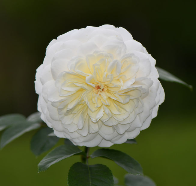 Tranquility (tufa) 50 lei - Toamna 2025