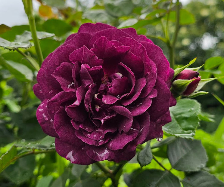 Twilight Zone (tufa) 50 lei - Album