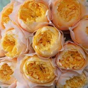 Vuvuzela Gold (tufa) 50 lei - Toamna 2025