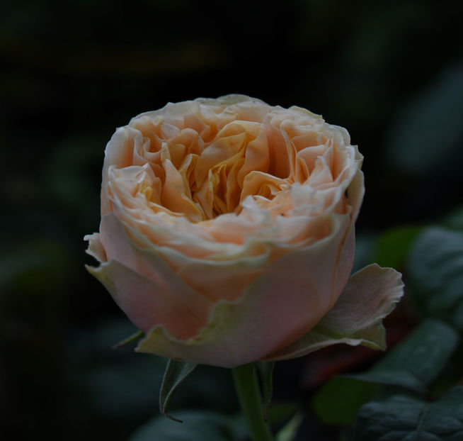 Vuvuzela Gold (tufa) 50 lei - Toamna 2025