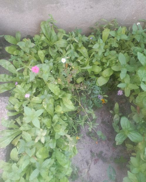 Mix flori de primavara - Florile mele