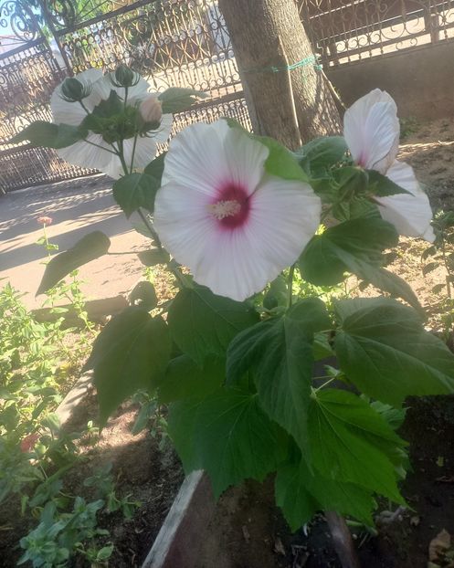 Hibiscus - Florile mele