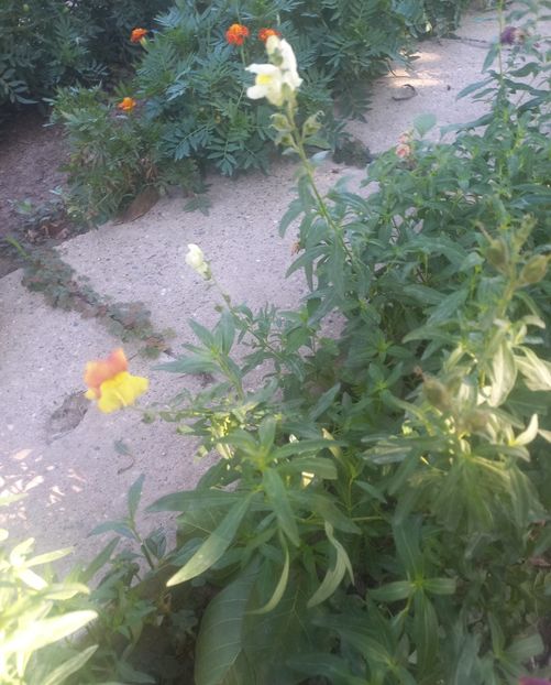 Gura leului - Florile mele