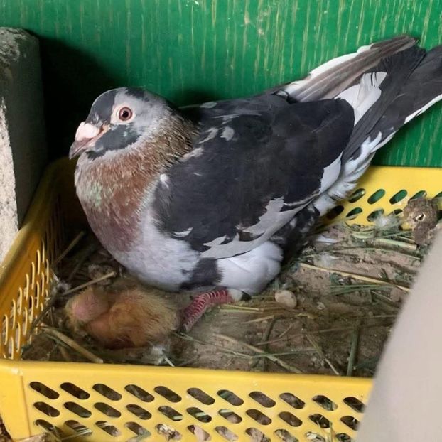  - Nu îmi aparțin 9