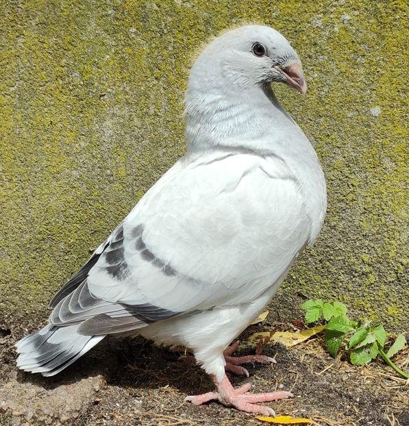 PL25-JRS22(M) - c- MLODE 2025 YOUTH