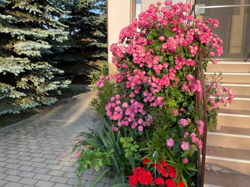  - 0005 - Gradina - 2025