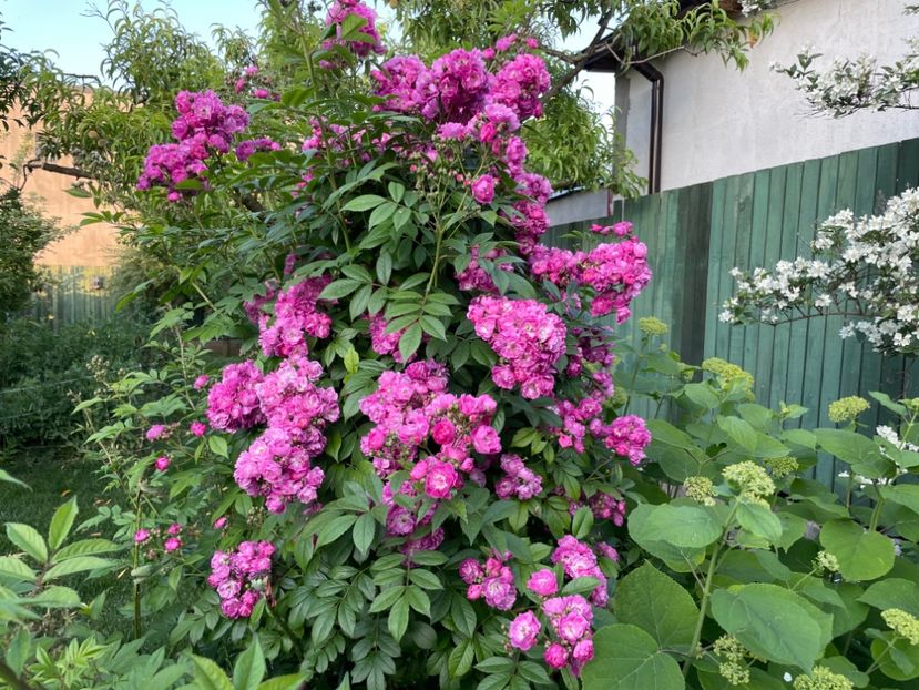  - 0005 - Gradina - 2025