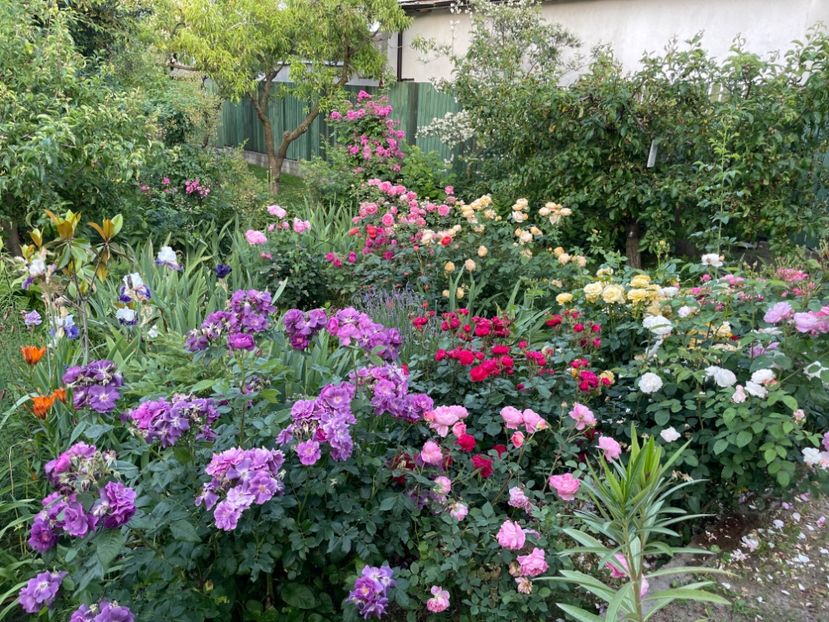  - 0005 - Gradina - 2025