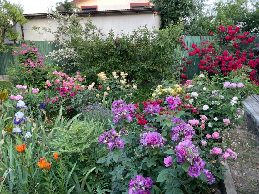  - 0005 - Gradina - 2025