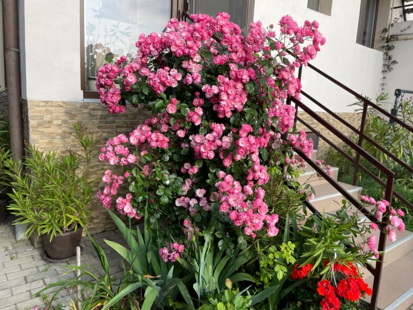  - 0005 - Gradina - 2025