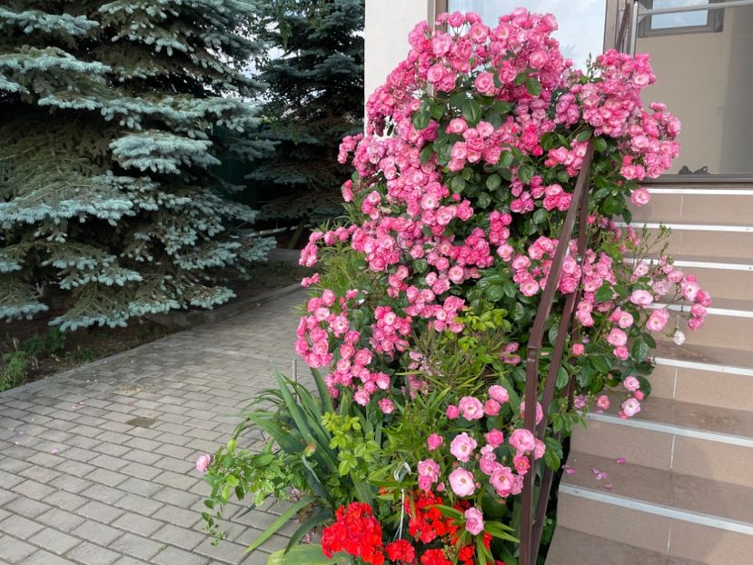  - 0005 - Gradina - 2025