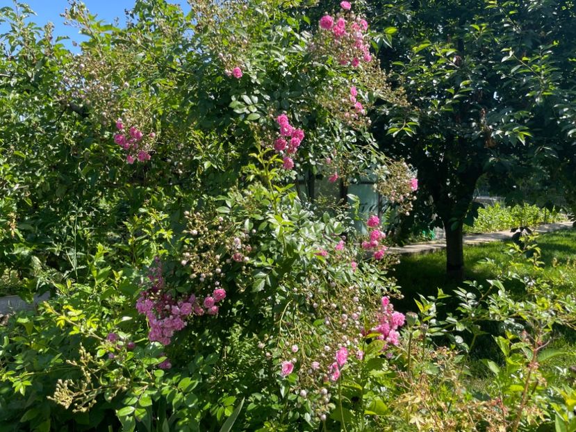  - 0005 - Gradina - 2025