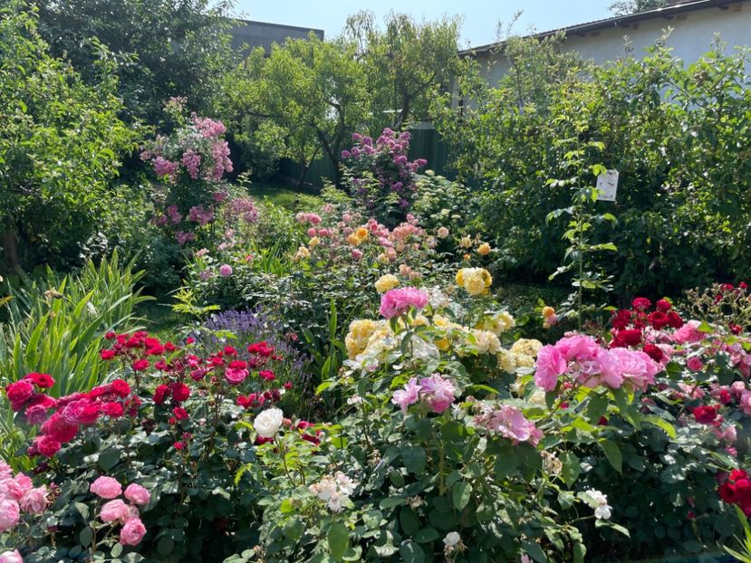  - 0005 - Gradina - 2025