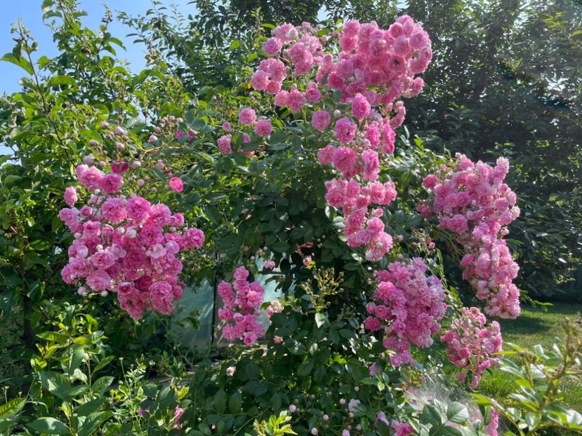  - 0005 - Gradina - 2025