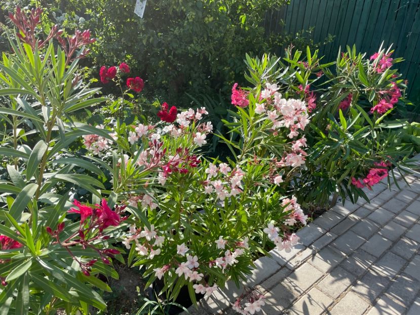  - 0005 - Gradina - 2025