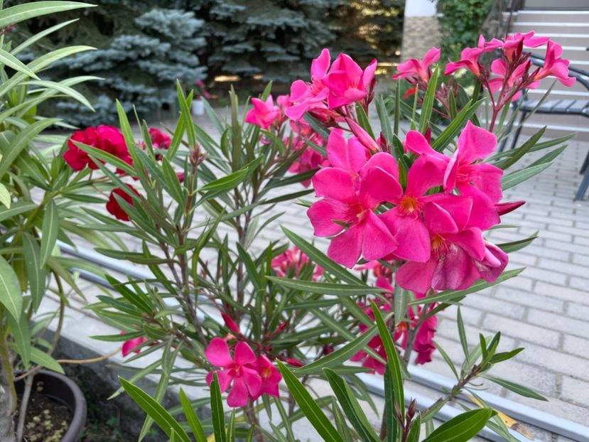  - 0005 - Gradina - 2025