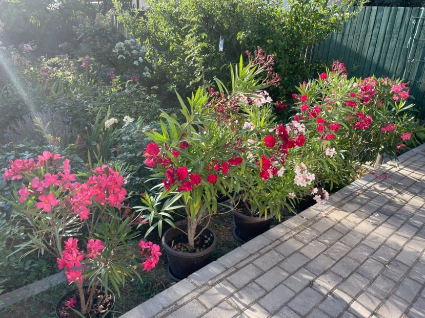  - 0005 - Gradina - 2025