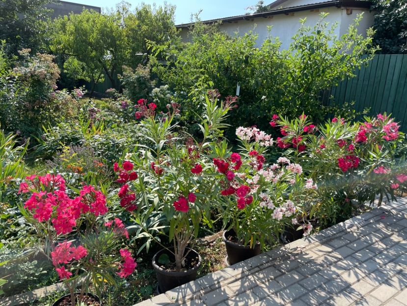  - 0005 - Gradina - 2025