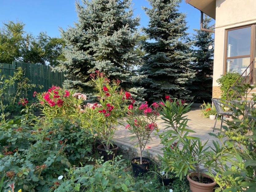  - 0005 - Gradina - 2025