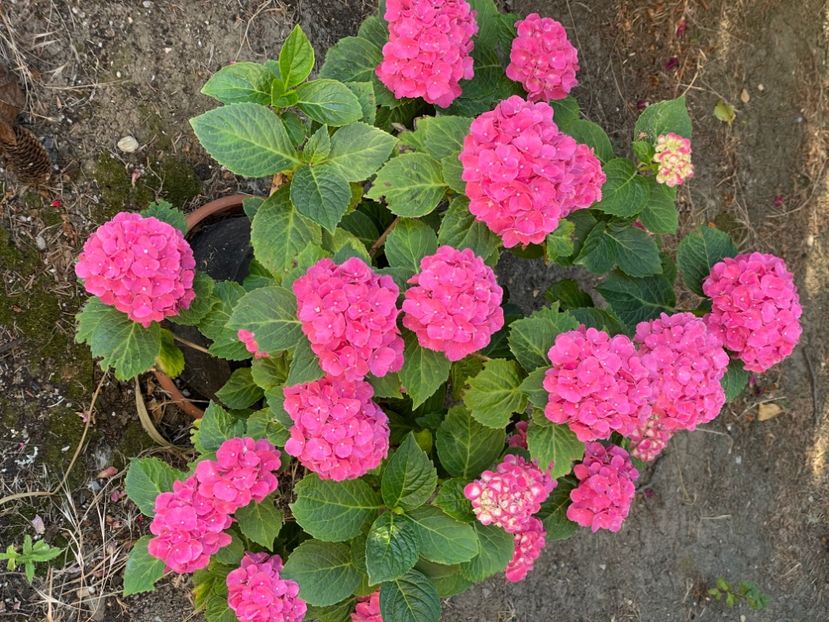  - 0005 - Gradina - 2025