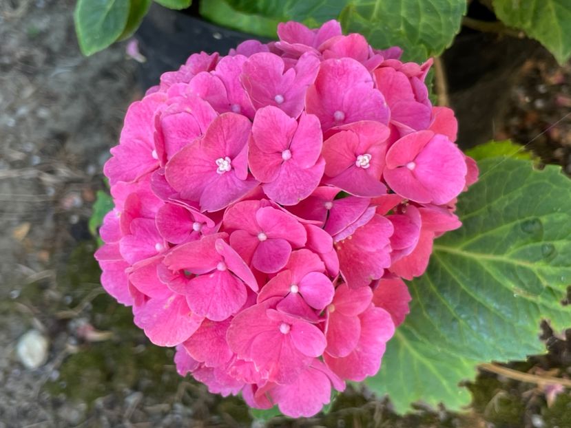  - 0005 - Gradina - 2025