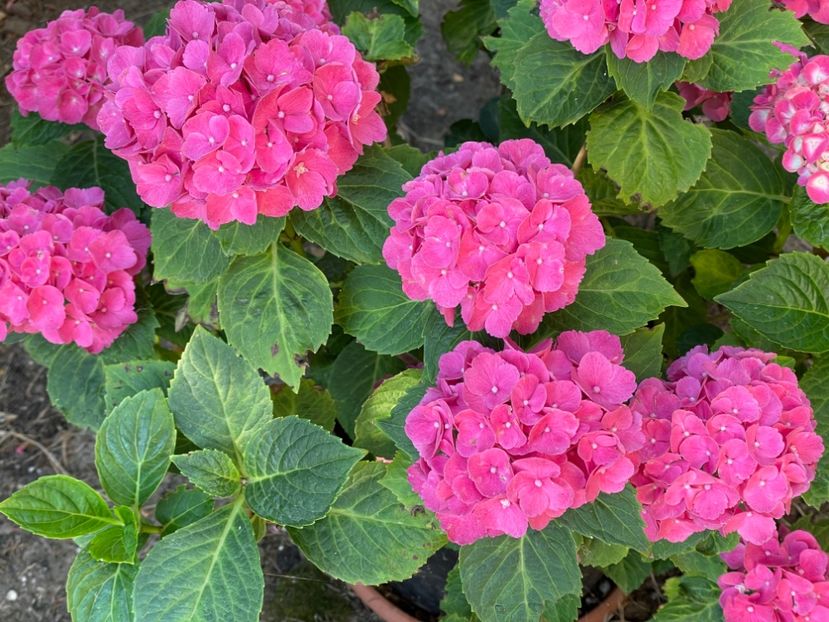  - 0005 - Gradina - 2025