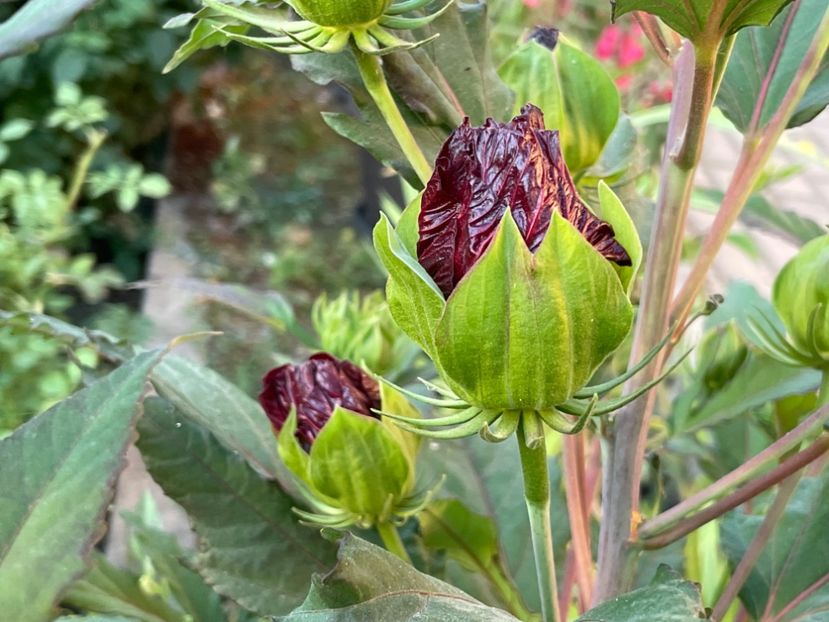  - 0005 - Gradina - 2025