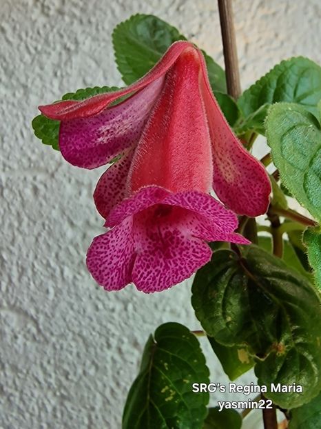 11.07.2025 - Sinningia 2o25