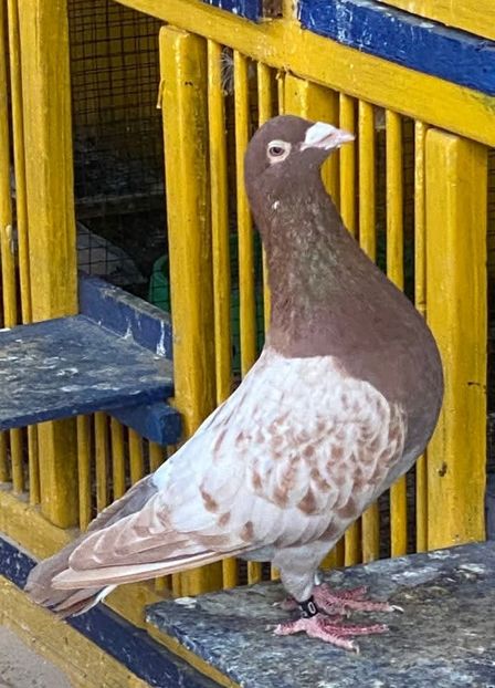  - Nu îmi aparțin 9