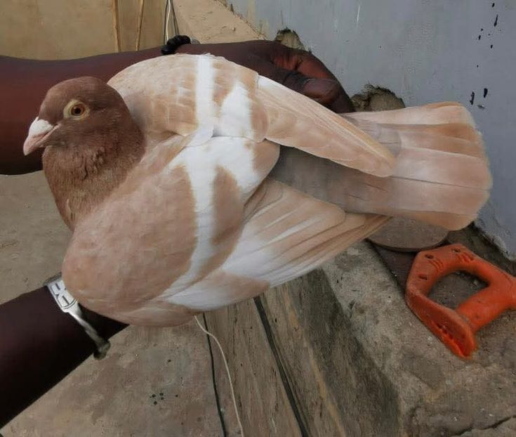  - Nu îmi aparțin 9