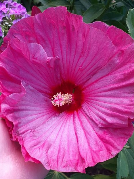  - HIBISCUS MOSCHETUOS