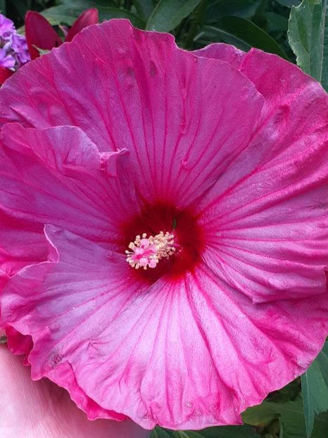  - HIBISCUS MOSCHETUOS