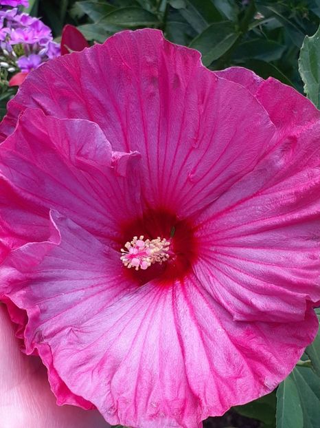  - HIBISCUS MOSCHETUOS