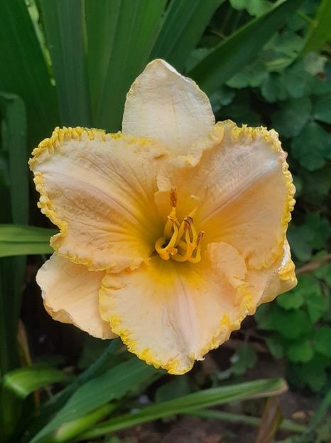  - 0001 HEMEROCALLIS - DELPHINUM