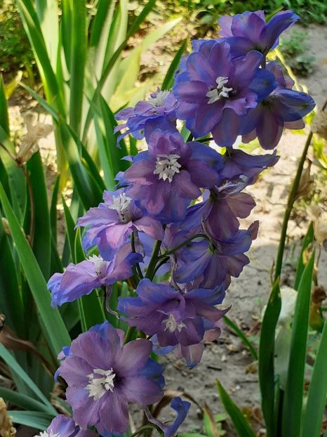  - 0001 HEMEROCALLIS - DELPHINUM