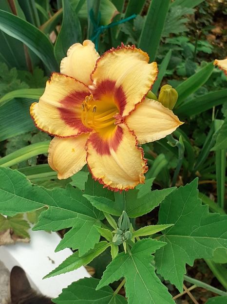  - 0001 HEMEROCALLIS - DELPHINUM