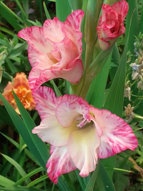  - 0001 HEMEROCALLIS - DELPHINUM