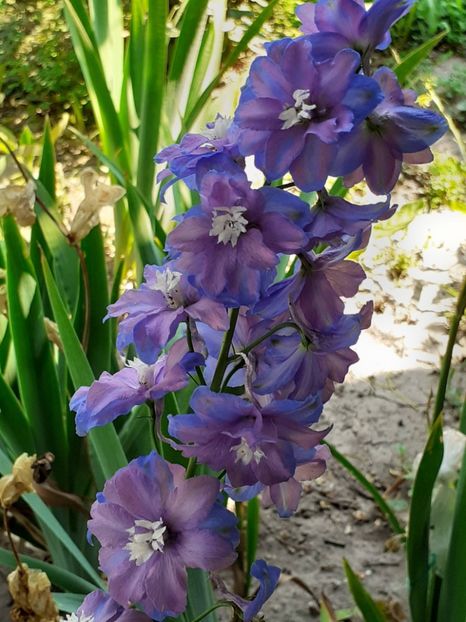  - 0001 HEMEROCALLIS - DELPHINUM
