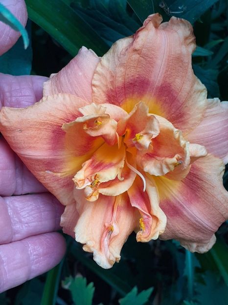  - 0001 HEMEROCALLIS - DELPHINUM