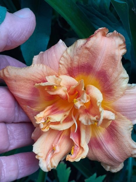  - 0001 HEMEROCALLIS - DELPHINUM