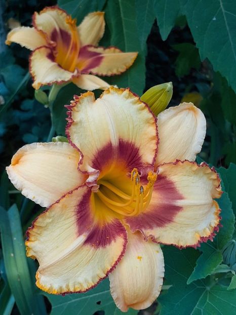  - 0001 HEMEROCALLIS - DELPHINUM
