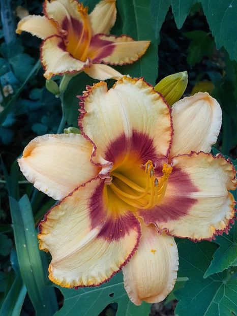  - 0001 HEMEROCALLIS - DELPHINUM