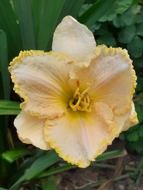  - 0001 HEMEROCALLIS - DELPHINUM