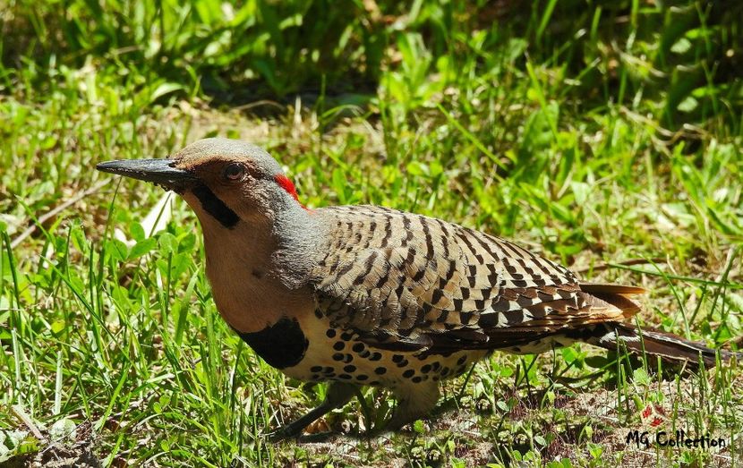 Nice Woody, Gatineau, CA  - C - BIRDS - Pasari