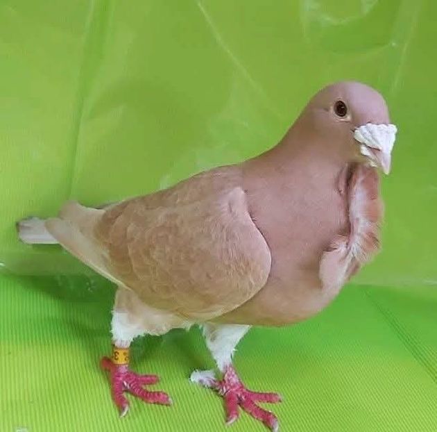  - Nu îmi aparțin 9